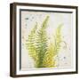 Nice Ferns II-Patricia Pinto-Framed Art Print