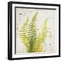 Nice Ferns II-Patricia Pinto-Framed Art Print