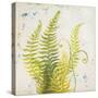 Nice Ferns II-Patricia Pinto-Stretched Canvas