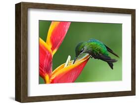 Nice Hummingbird Green-Crowned Brilliant, Heliodoxa Jacula, with Beautiful Red Flower. Bird Sucking-Ondrej Prosicky-Framed Photographic Print