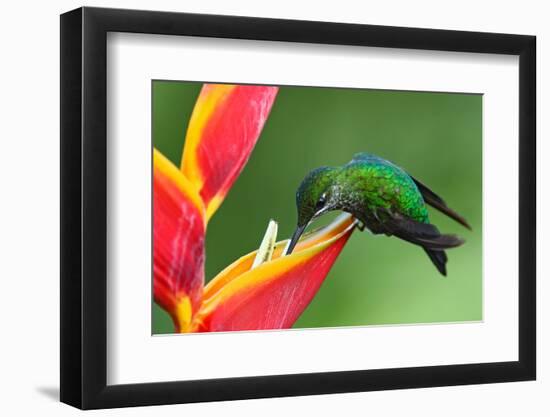 Nice Hummingbird Green-Crowned Brilliant, Heliodoxa Jacula, with Beautiful Red Flower. Bird Sucking-Ondrej Prosicky-Framed Photographic Print