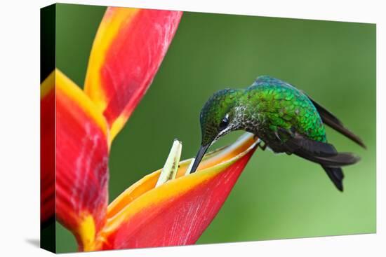 Nice Hummingbird Green-Crowned Brilliant, Heliodoxa Jacula, with Beautiful Red Flower. Bird Sucking-Ondrej Prosicky-Stretched Canvas