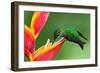 Nice Hummingbird Green-Crowned Brilliant, Heliodoxa Jacula, with Beautiful Red Flower. Bird Sucking-Ondrej Prosicky-Framed Photographic Print