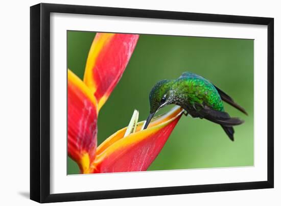 Nice Hummingbird Green-Crowned Brilliant, Heliodoxa Jacula, with Beautiful Red Flower. Bird Sucking-Ondrej Prosicky-Framed Photographic Print