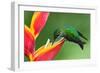 Nice Hummingbird Green-Crowned Brilliant, Heliodoxa Jacula, with Beautiful Red Flower. Bird Sucking-Ondrej Prosicky-Framed Photographic Print