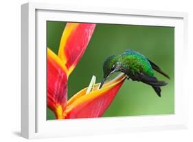 Nice Hummingbird Green-Crowned Brilliant, Heliodoxa Jacula, with Beautiful Red Flower. Bird Sucking-Ondrej Prosicky-Framed Photographic Print