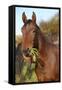 Nice Kabardin Horse in Autumn-Zuzule-Framed Stretched Canvas