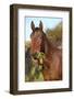 Nice Kabardin Horse in Autumn-Zuzule-Framed Photographic Print