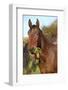 Nice Kabardin Horse in Autumn-Zuzule-Framed Photographic Print