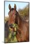 Nice Kabardin Horse in Autumn-Zuzule-Mounted Photographic Print