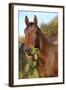 Nice Kabardin Horse in Autumn-Zuzule-Framed Photographic Print
