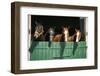 Nice Thoroughbred Foals in the Stable-accept-Framed Photographic Print