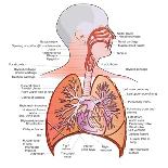 Respiratory System Anatomy-niceclip-Framed Art Print