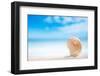 Niceseashell  with Ocean , Beach and Seascape, Shallow Dof-lenka-Framed Photographic Print