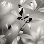 Sparks Lane, Late Autumn-Nicholas Bell-Photographic Print