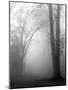 Wood Mount
