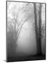 Wood Mount