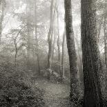 Woodland Path-Nicholas Bell Photography-Photographic Print