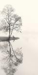 Trees In Early Autumn-Nicholas Bell-Photographic Print