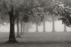 Trees In Early Autumn-Nicholas Bell-Photographic Print