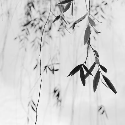 The Wattle Tree by John Bell The Wattle Tree by John Bell