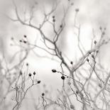 Lake Trees in Winter Fog-Nicholas Bell-Photographic Print