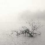 Lake Trees in Winter Fog-Nicholas Bell-Photographic Print