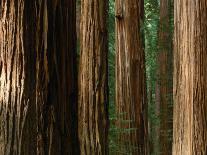 Coast Redwood Trees, Humboldt Redwoods State Park, USA-Nicholas Pavloff-Laminated Photographic Print