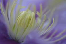 Cultivated Rose (Rosa sp.) close-up of yellow flower petals, after rainshower-Nicholas & Sherry Lu Aldridge-Framed Photographic Print