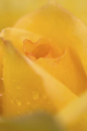 Cultivated Rose (Rosa sp.) close-up of yellow flower petals, after rainshower