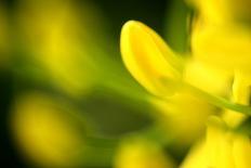 Cultivated Rose (Rosa sp.) close-up of yellow flower petals, after rainshower-Nicholas & Sherry Lu Aldridge-Photographic Print