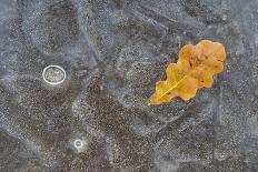 Ice, oak leaf on frozen puddle, Dorset, England-Nicholas & Sherry Lu Aldridge-Photographic Print