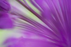 Clematis (Clematis sp.) 'Piilu' flowering, close-up of stamens, early morning, England-Nicholas & Sherry Lu Aldridge-Photographic Print