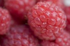 Raspberry (Rubus idaeus) close-up of picked fruit-Nicholas & Sherry Lu Aldridge-Photographic Print