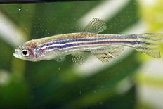 Portrait of a Zebra Danio-Nicholas Toh-Photographic Print