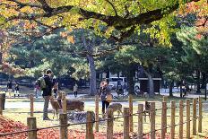 Japan's Heian Shrine Cherry-NicholasHan-Photographic Print