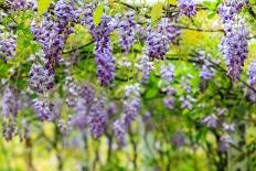 Wisteria Trellis. Great Views of Taiwan-NicholasHan-Photographic Print