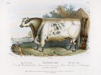 3-Year Old Shorthorn Bull-Nicholson & Shields-Stretched Canvas