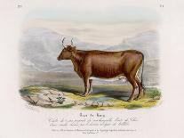 3-Year Old Shorthorn Bull-Nicholson & Shields-Art Print