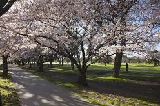 Flowering Cherry Trees in Blossom Along Harper Avenue-Nick-Photographic Print