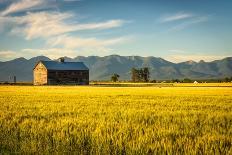 Summer Sunset with an Old Barn and a Rye Field in Rural Montana with Rocky Mountains in the Backgro-Nick Fox-Framed Stretched Canvas