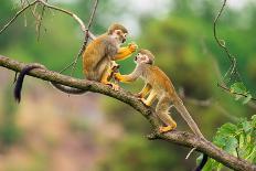 Two Common Squirrel Monkeys (Saimiri Sciureus) Playing on a Tree Branch-Nick Fox-Photographic Print