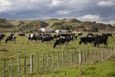 Friesian Dairy Cows, Turakina Valley Near Whanganui, New Zealand, Pacific-Nick-Photographic Print