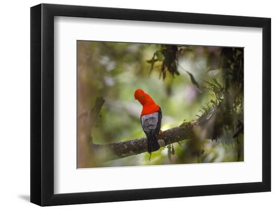 Premium Photographic Print, , large