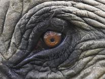 Close up of Indian Elephant Eye,(Domestic), Kaziranga National Park, Assam, India-Nick Garbutt-Photographic Print