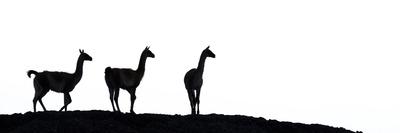 Guanaco three silhouetted. Torres del Paine, Patagonia, Chile-Nick Garbutt-Photographic Print