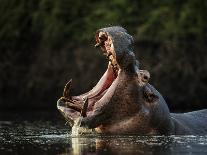 Hippopotamus in pool, Mana Pools NP, Zimbabwe-Nick Garbutt-Photographic Print