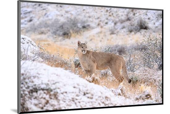 Photographic Print, , large