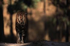 Rear View of Male Bengal Tiger Walking {Panthera Tigris Tigris} Kanha Np, India-Nick Garbutt-Photographic Print