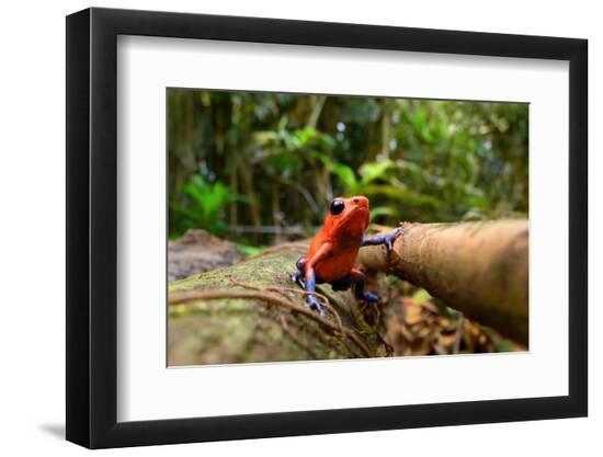 Premium Photographic Print, , large